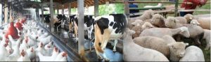 Peran Vital Peternakan dalam Mewujudkan Keberlanjutan Pertanian